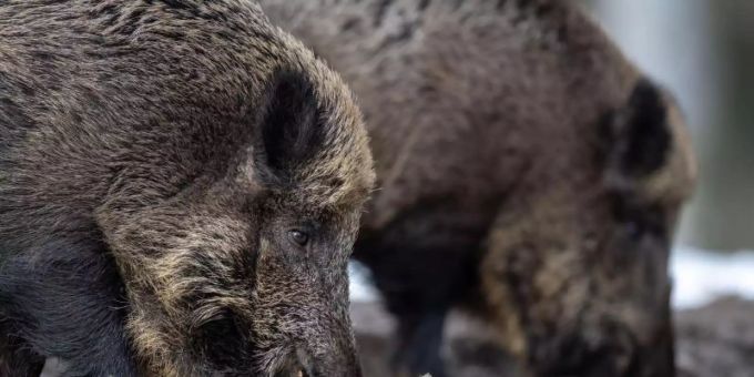 Warschau - Polen verlängert Frist für Wildschwein-Abschuss