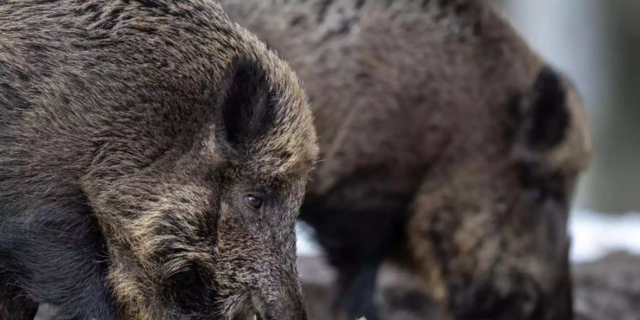 Im Verwaltungsberzirk Lebus im polnisch-deutschen Grenzgebiet sollen mehr als 2000 Wildschweine erlegt werden. Foto: Lino Mirgeler/dpa