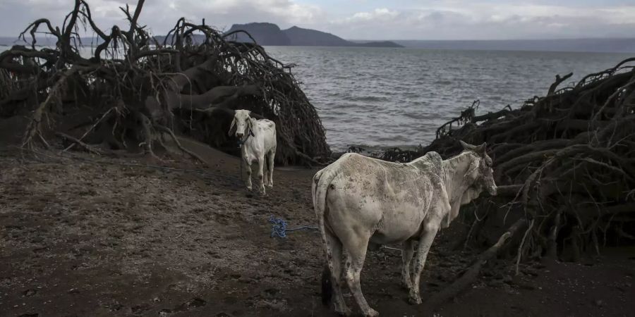 Kühe stehen neben umgefallenen Bäumen auf der Vulkaninsel Taal.