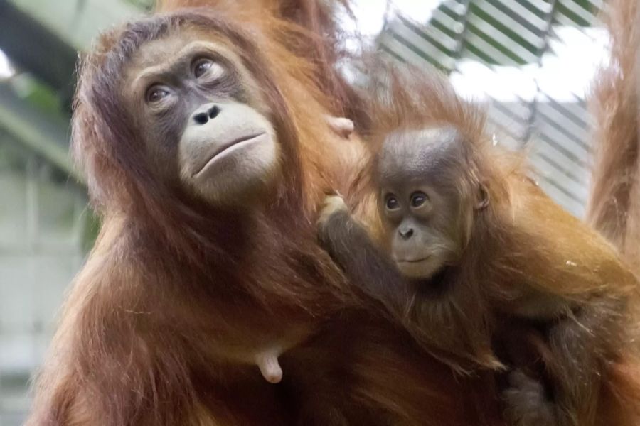 orang-utans