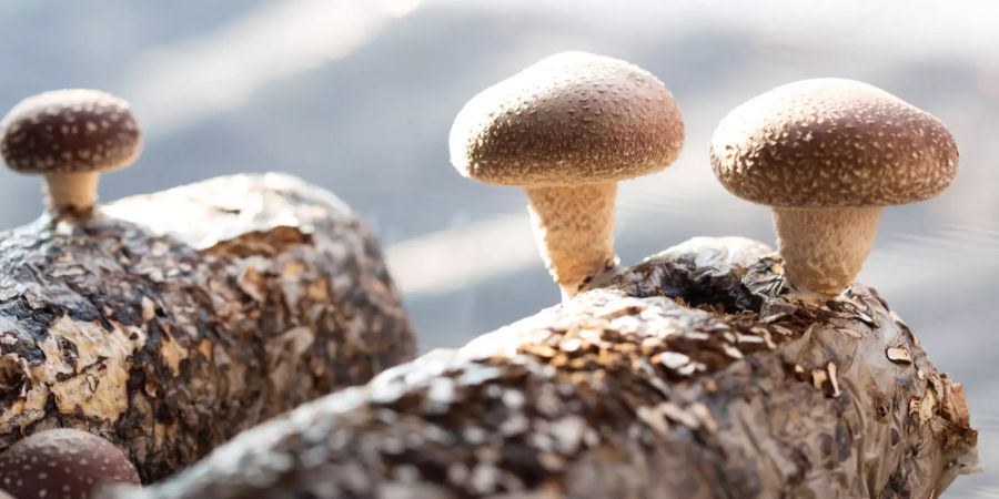 Shiitake Pilze