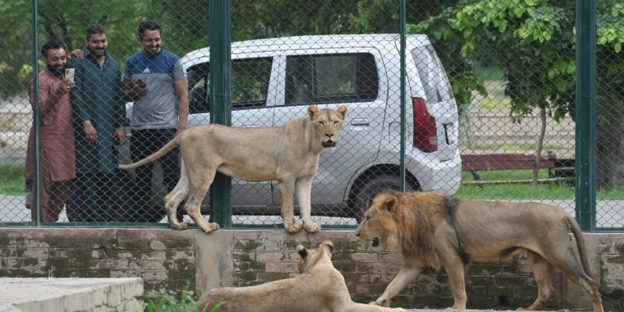 Löwen im Lahore Safari Zoo