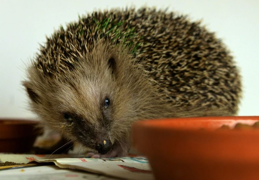 Laut den Betreibern hat das Veterinäramt der Station die Bewilligung entzogen. (Symbolbild)