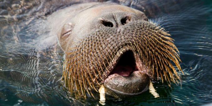 Freya, ein rund 500 Kilogramm schweres Walross, schwimmt in der Frognerkilen Bucht im Fjord von Oslo. Das in Norwegen eingeschläferte Walross Freya, das sich im Sommer zur Touristenattraktion entwickelt hatte, war bei seinem Tod völlig gesund. Das ergab die Obduktion des Tieres, wie das norwegische Veterinärinstitut am Mittwoch mitteilte. Foto: Trond Reidar Teigen/NTB/dpa Freya