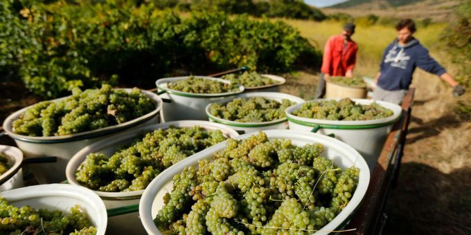 Champagner darf nur in bestimmten Gebieten in Frankreich angebaut werden. (Archivbild/Symbolbild) Frankreich