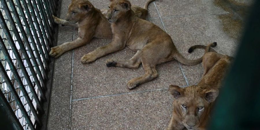 Lahore Safari Zoo