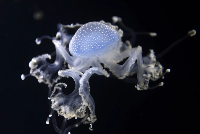 Eine sterbliche Qualle im Zoo Basel: Die unsterbliche Qualle Turritopsis dohrnii unterscheidet sich von gewöhnlichen Quallen-Arten in der Anzahl von Reparatur-Genen. Qualle