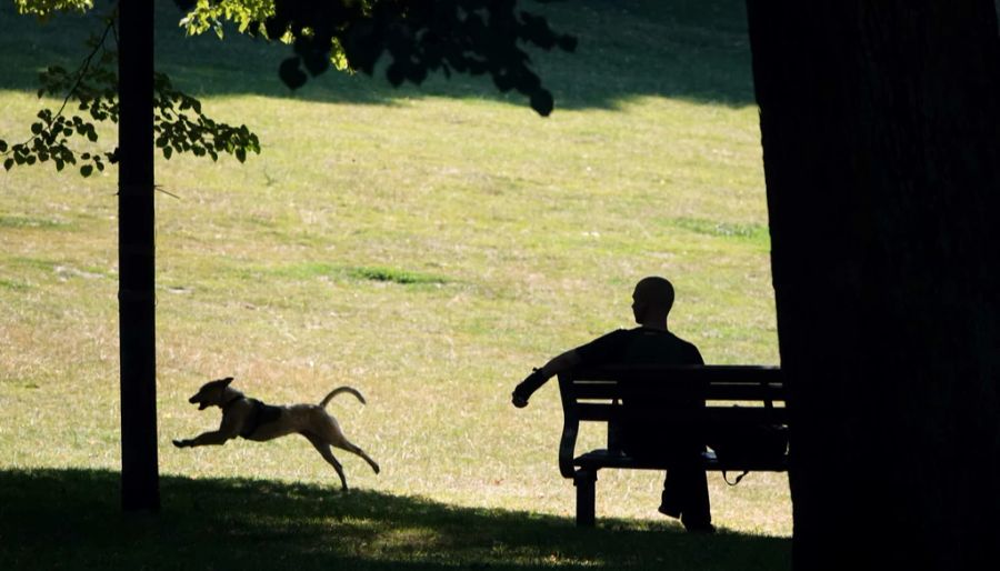 Das Problem damit: Der Hund wird als Ersatz für Kinder, Partner oder gar als Statussymbol angesehen.