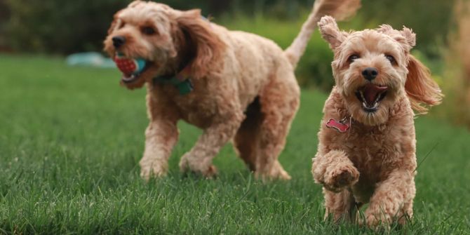 Hunde spielen Wiese