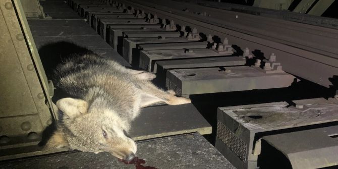 Wolf wird in Sarnen vom Zug erfasst