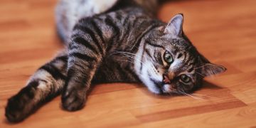 Katze