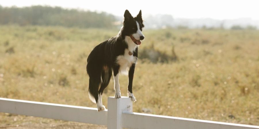 Border Collie