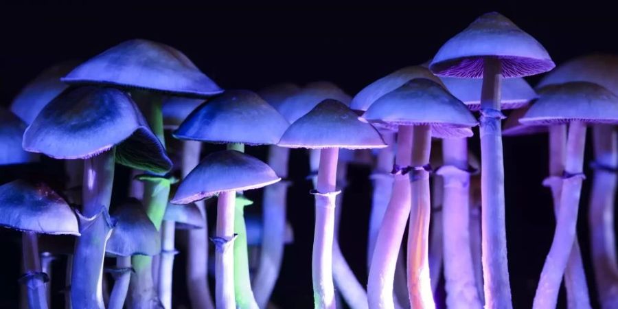 Magic Mushrooms