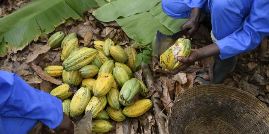 kakao bauern ghana