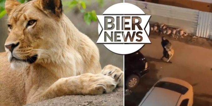 Abgehauen - Frau trägt Löwin auf dem Arm durch die Strassen
