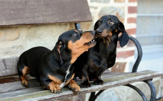 Dackel schätzen die Gesellschaft anderer Hunde der gleichen Rasse. Dackel