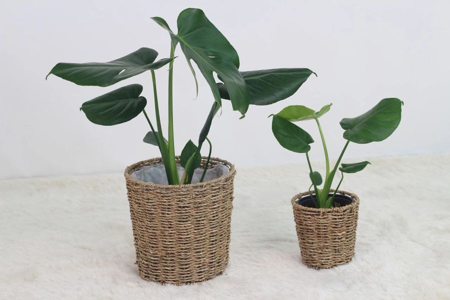 Ficus Monstera