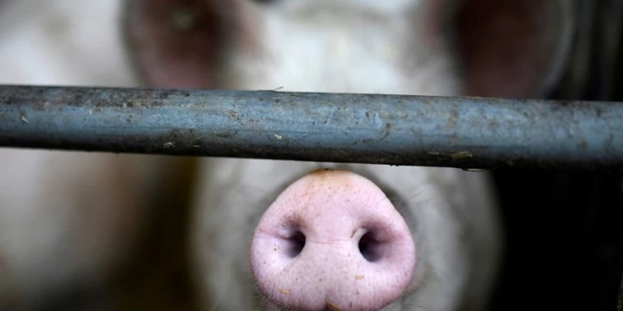 Schweine in einem Stall