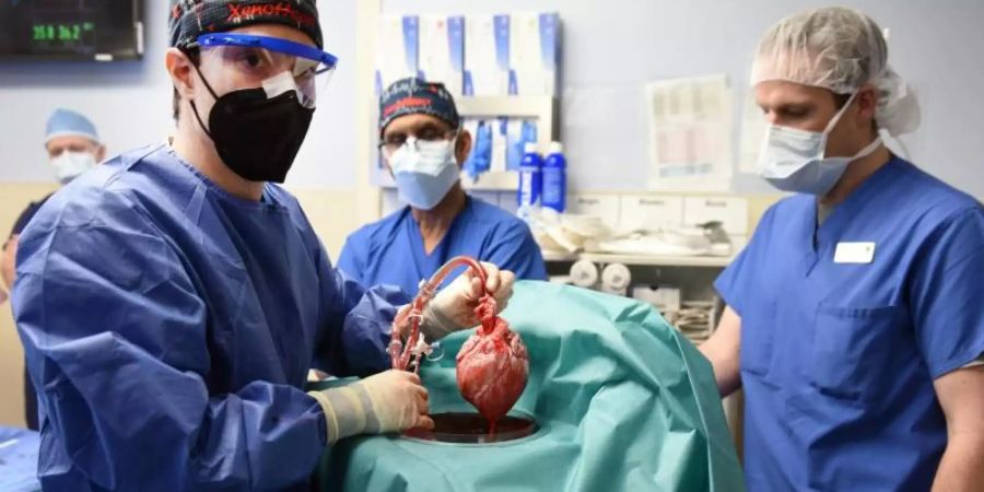 transplantation