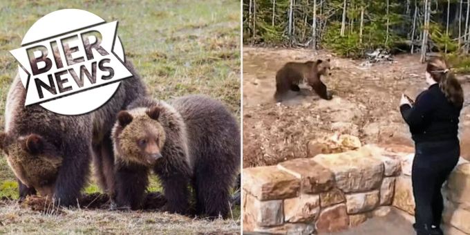 «Absolut dumm» - Touristin muss nach Foto mit Grizzlys ins Gefängnis
