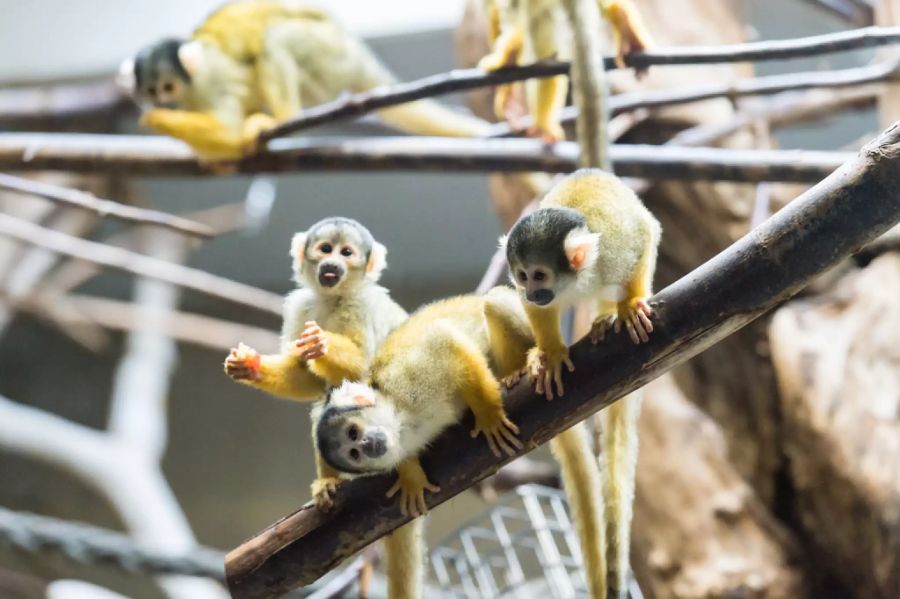 Äffchen Zoo Basel