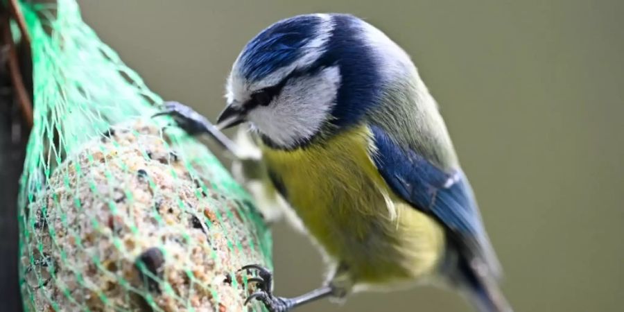 Blaumeise an einer Futterkugel