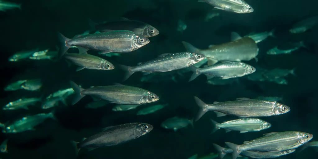 Felche Felche ist als wichtigster Brotfisch unter Druck geraten