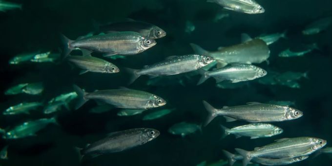 Ein Felchenschwarm. Die Felche ist der Fisch des Jahres 2022. fisch des jahres