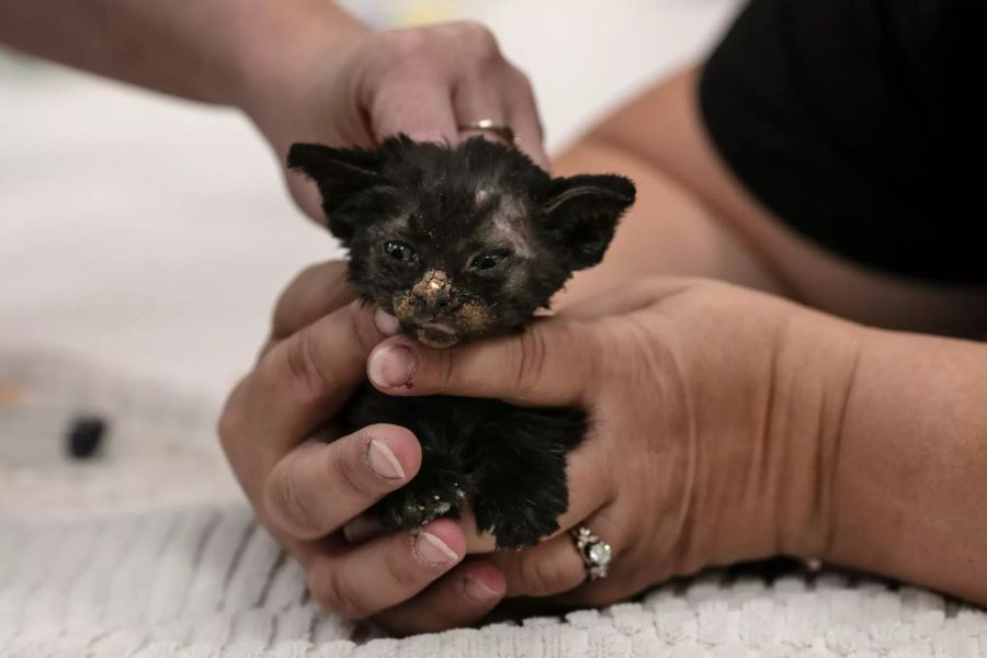 Ein verletztes 8 Wochen altes Kätzchen mit Verbrennungen im Gesicht wird im Southern Oregon Veterinary Specialty Center (SOVSC) behandelt, einem Krankenhaus, das rund um die Uhr besetzt ist und sich um die geretteten Tiere aus den verheerenden Waldbränden kümmert, die die Region verwüstet haben.