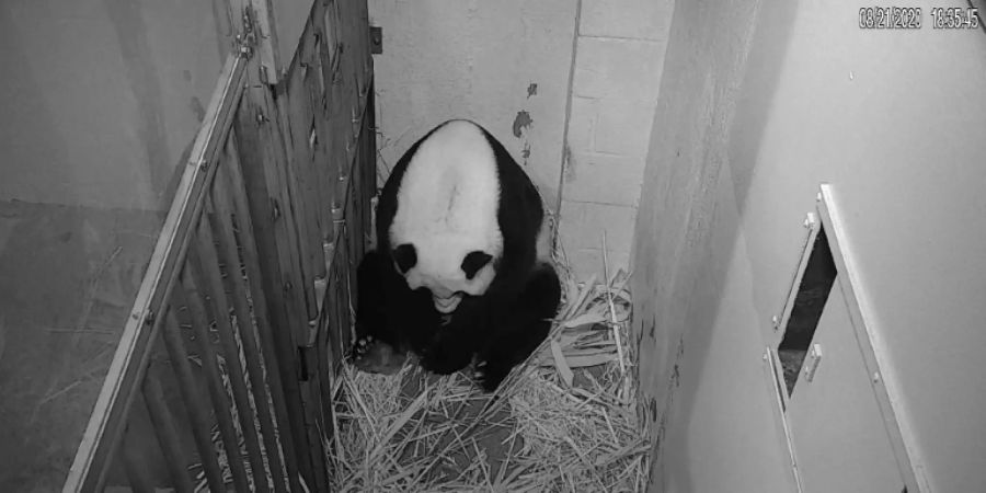 Mei Xiang nach der Geburt des Pandababys