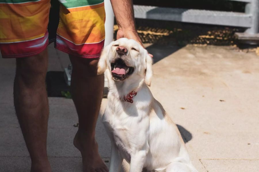 Ein Labrador Hund