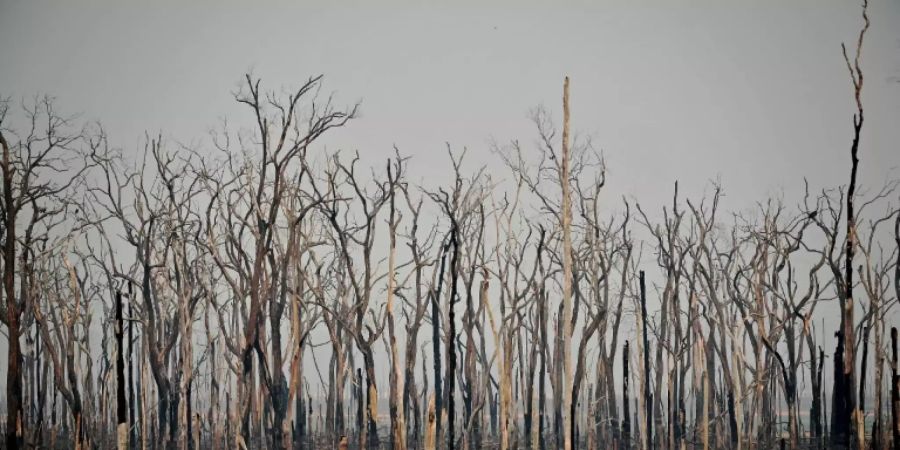 Im Juli gab es im brasilianisches Amazonasgebiet 6803 Waldbrände