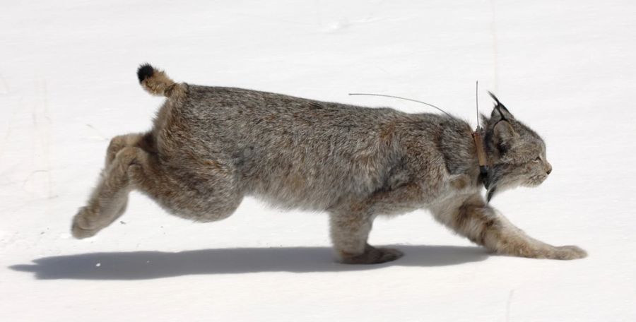 luchs