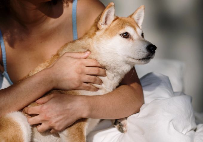 Die Zahnpflege beim Hund ist immens wichtig, um sich hohe Tierarztrechnungen sparen zu können. Hundegebiss