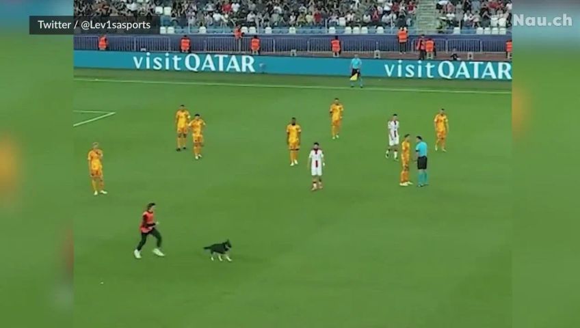 hundauffussballplatz1