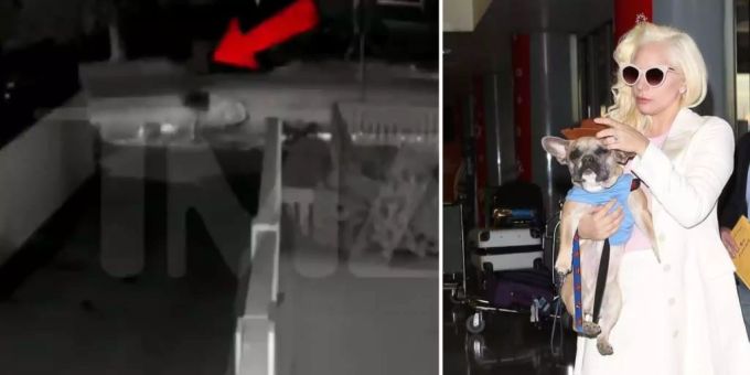 Bulldoggen entführt - Räuber schiessen Hundesitter von Lady Gaga nieder