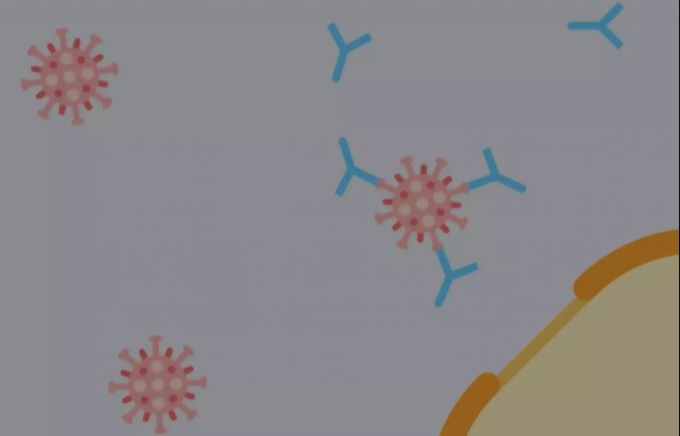 Antikörper docken an den Spike des Virus an und verhindern das Eindringen in die Zelle. spike