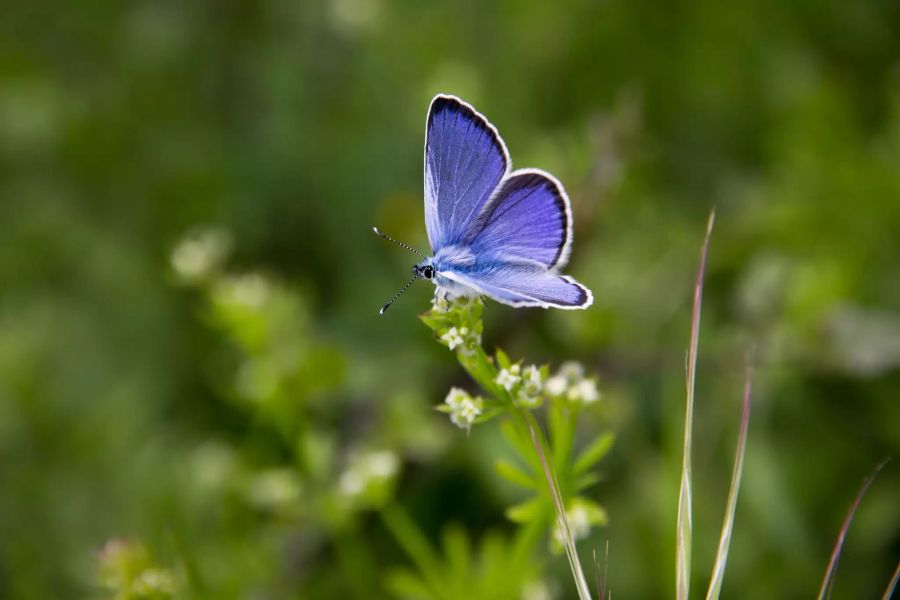 Schmetterlinge sind eine Zier für jeden Garten – der Aufwand, ihnen durch einheimische Pflanzen ein reichhaltiges Buffet zu bieten, lohnt sich deshalb allemal.