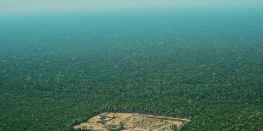 Luftbild einer abgeholzten Regenwaldfläche in Brasilien