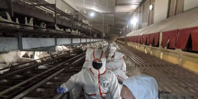 Mehrere Tierschutzaktivistinnen und -aktivisten haben sich in einem Legehennen-Stall in Eptingen angekettet. Mehrere Tierschutzaktivistinnen und -aktivisten haben sich in einem Legehennen-Stall in Eptingen angekettet.