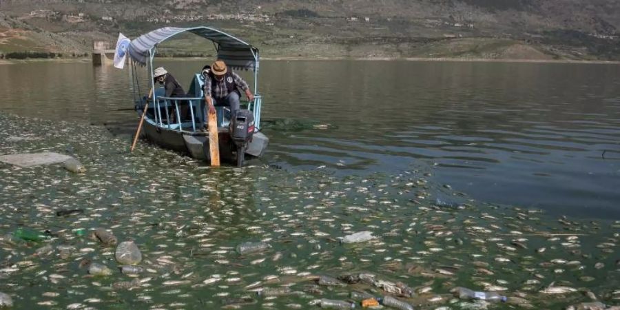 Freiwillige sammeln tote Karpfenfische aus dem Qaraoun-Stausee im Beqaa-Tal im Ostlibanon. Foto: Marwan Naamani/dpa