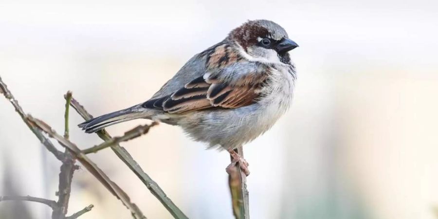 Mit ihren Rufen versuchen scheinbar gestrandete Jungvögel Kontakt zu ihren Eltern halten. Foto: Kira Hofmann/dpa-Zentralbild/dpa