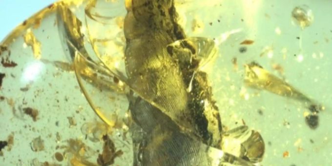 In Myanmar - Uralte Landschnecke mit Nachwuchs in Bernstein entdeckt