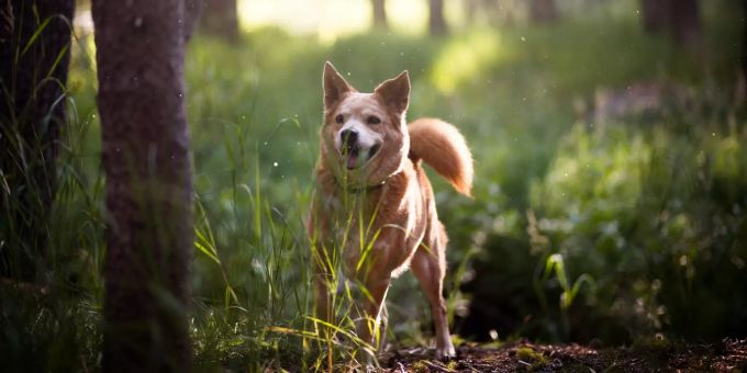Auf dem Spaziergang im Wald lesen Hunde gerne Zecken auf. Hund im Wald
