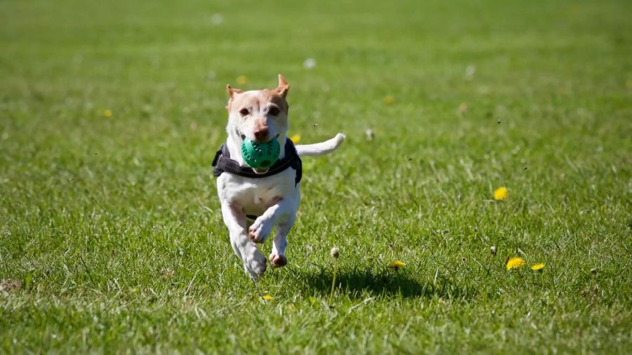 Hund mit Ball