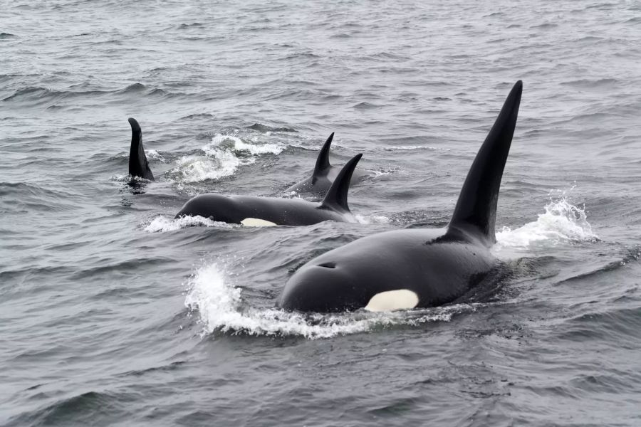 Orcas kommen in allen Ozeanen vor.