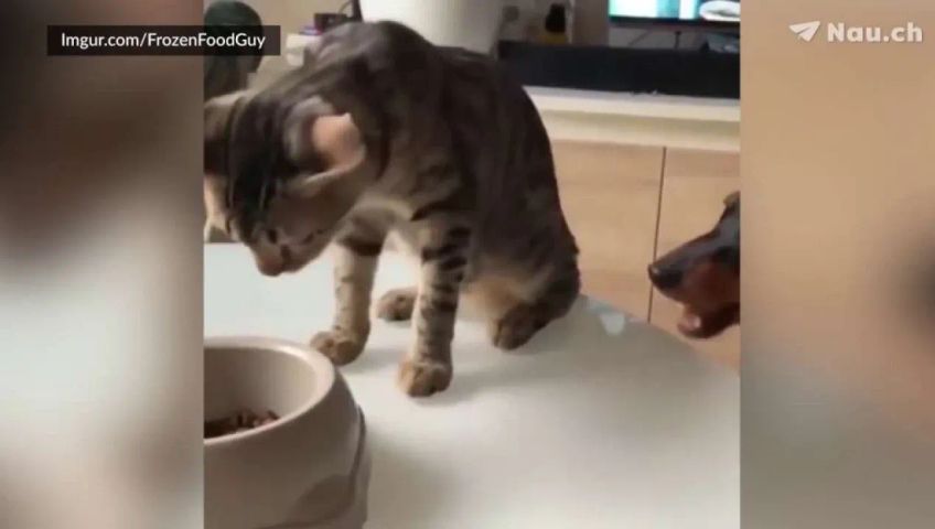 20191030-viral-katze-hund