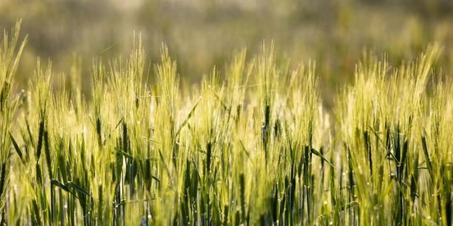 Morgensonne scheint auf ein Getreidefeld bei Langewiesen. Auf schonend-biologische Weise wirtschaften inzwischen bundesweit 35.400 Betriebe. Foto: Michael Reichel/dpa-Zentralbild/dpa