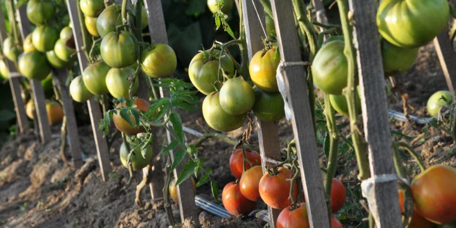 Tomatenstützen helfen Tomaten bei ihrem Wachstum nach oben.
