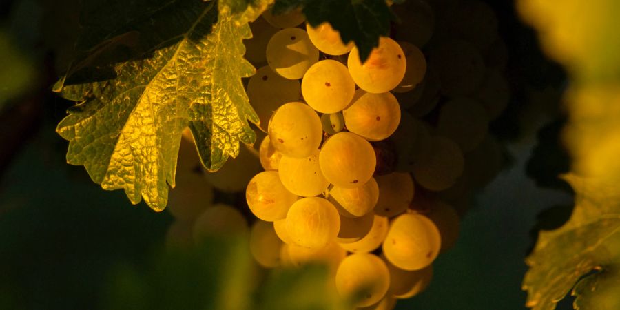 weintrauben, weinrebe, von abendsonne beschienen